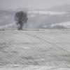 A snowfall (24)